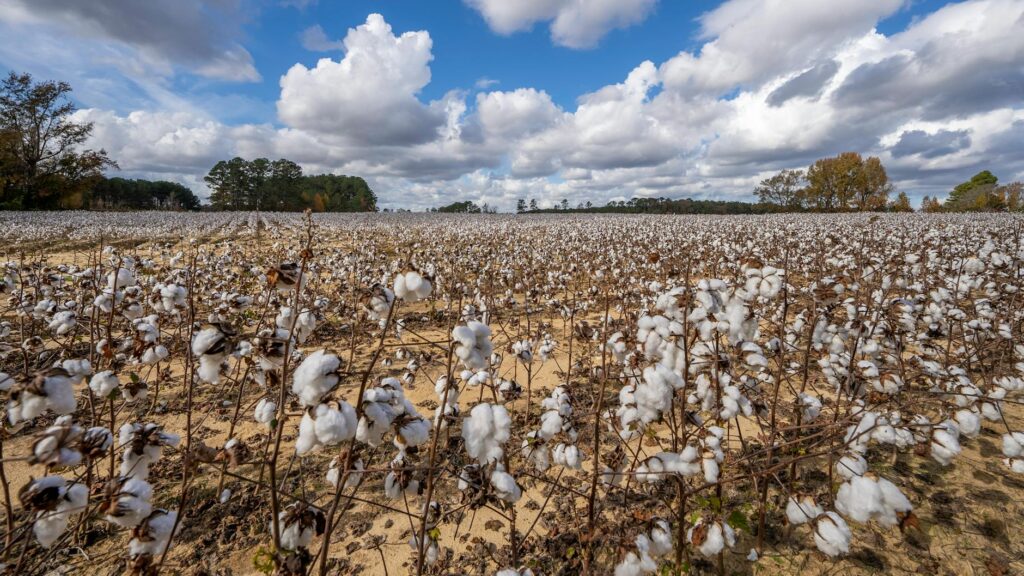 Vast cotton field in North Carolina beneath a bright blue sky with fluffy clouds, showcasing nature's bounty.